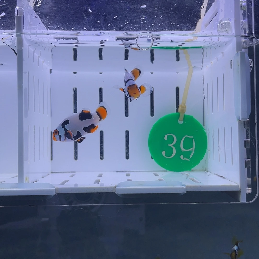 3.5-4.5热带海域不分公母毕加索飞机纹