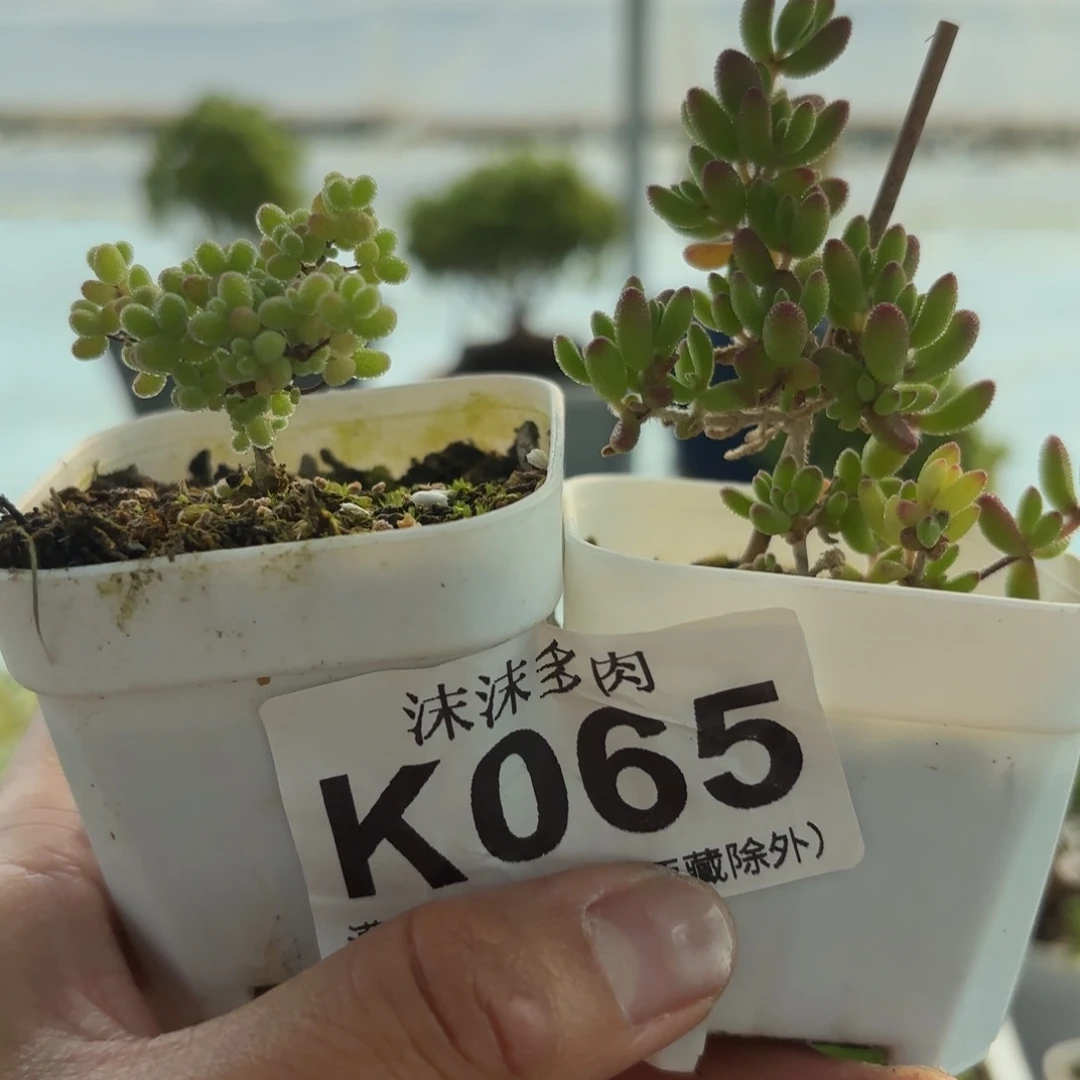 065开播福利组合哦