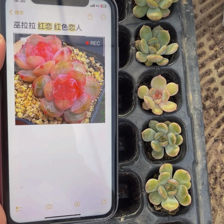 巫拉拉红恋，满9.9包邮