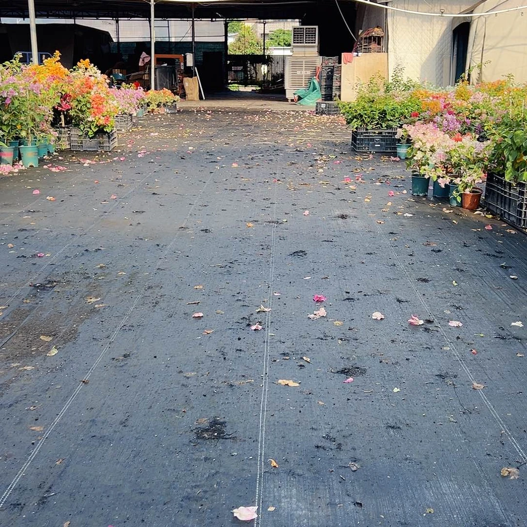 大部分花苞少量开放随机掌中宝一棵