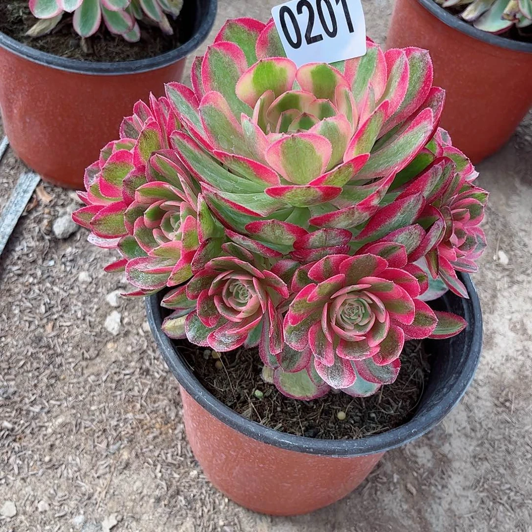 多肉植物201多肉