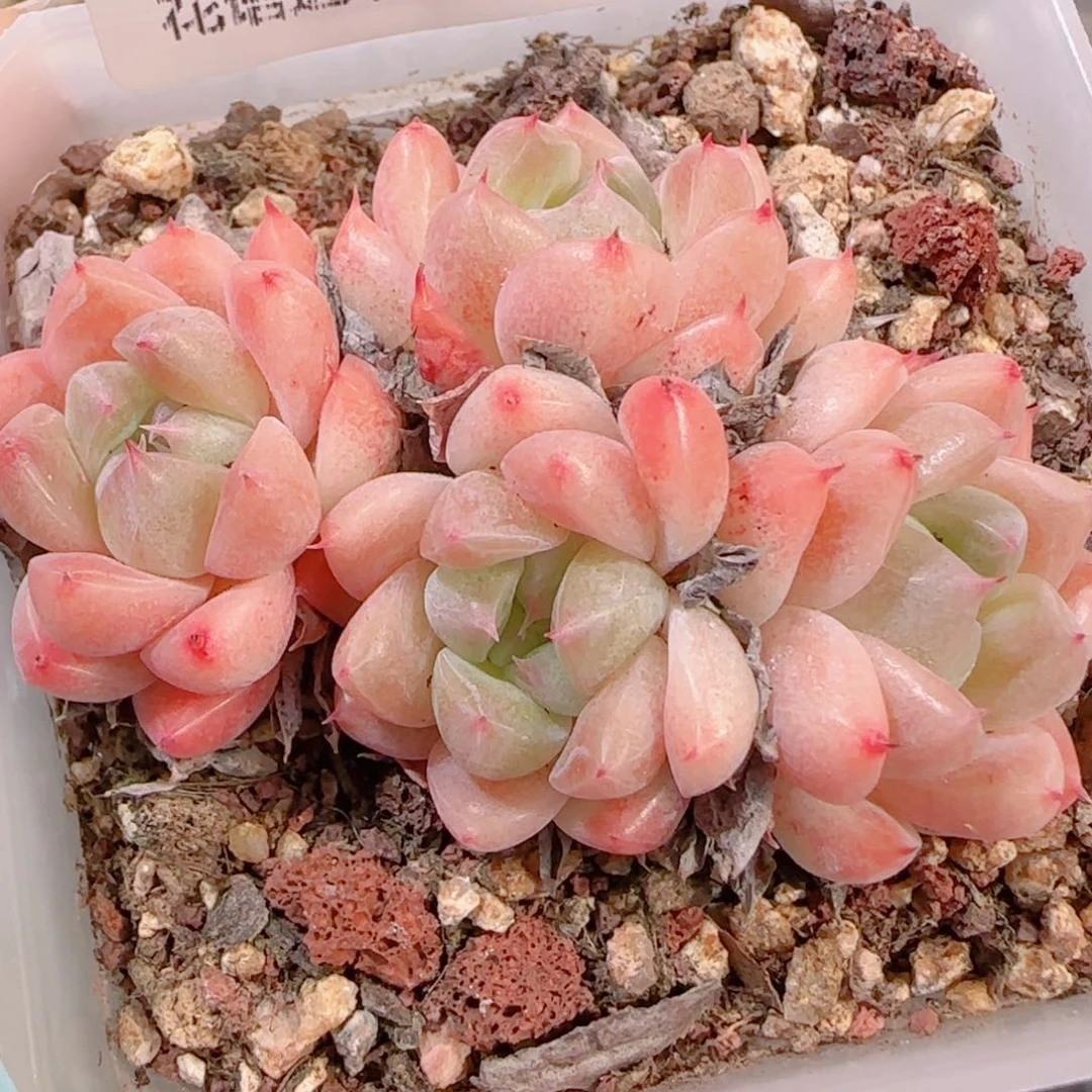 花语多肉1201-272白雪公主
