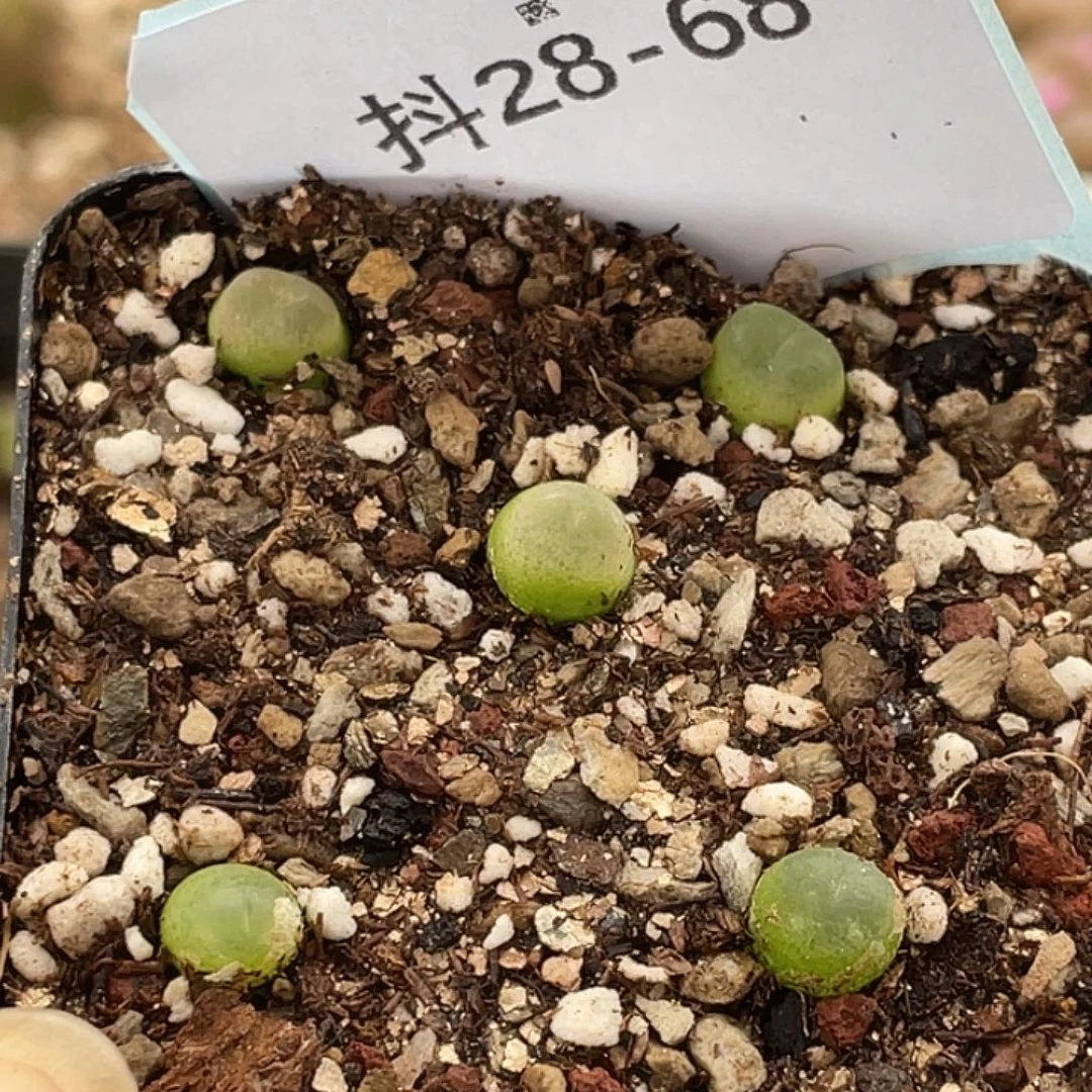 28-68小拉登肉锥多肉植物