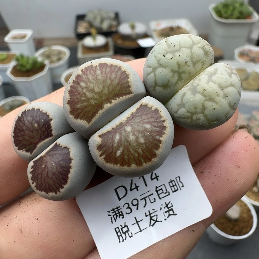 梅***三414多肉哈哈哈哈哈哈哈哈