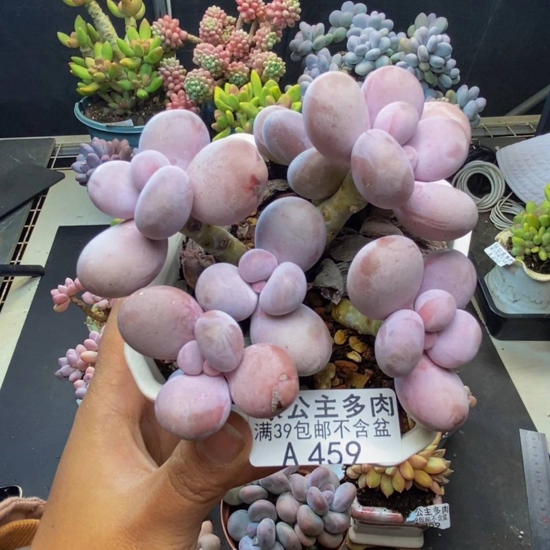 459水光针多肉8c m