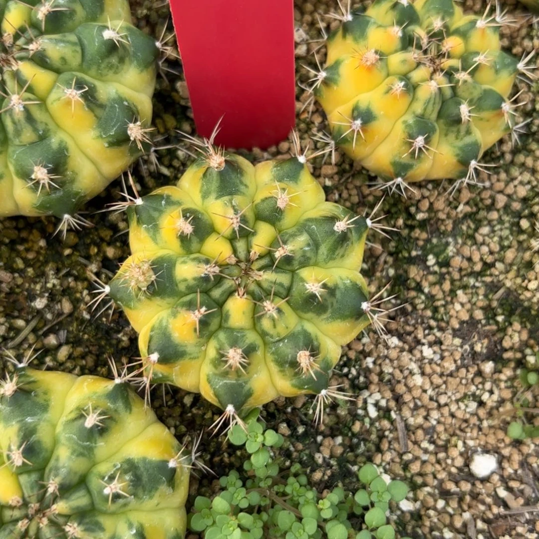 L536-0103泰国发货 大月亮