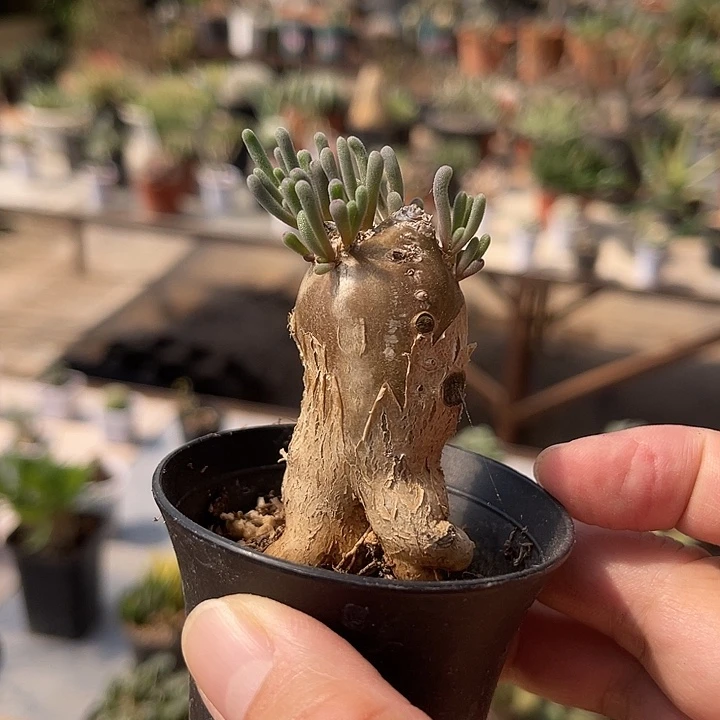 无花朵实生淡清霜块根