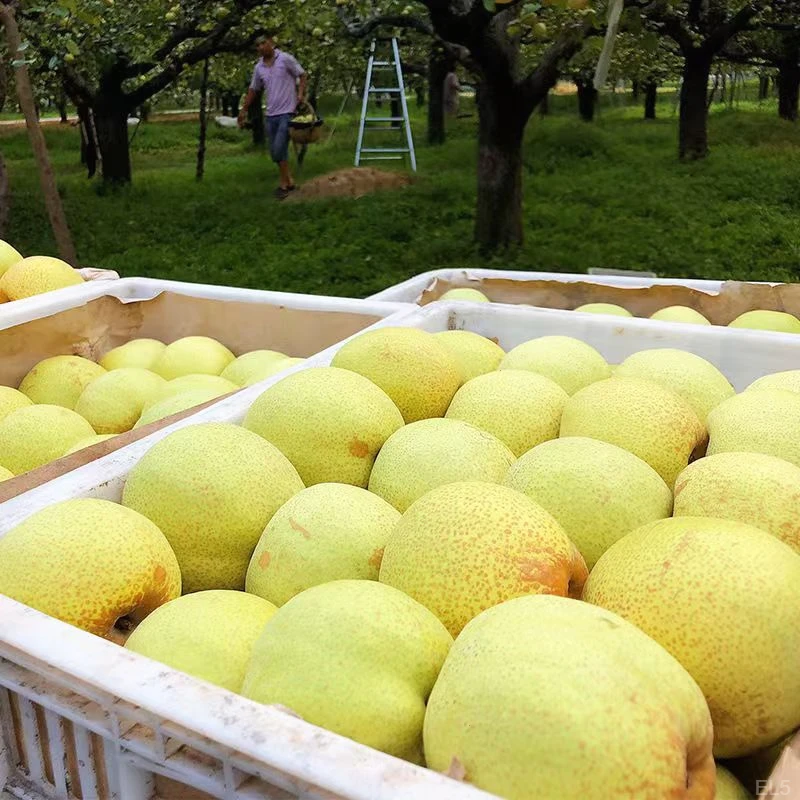 安徽正宗砀山酥梨梨子新鲜现摘当季水果现摘脆甜多汁皮薄烤梨专用