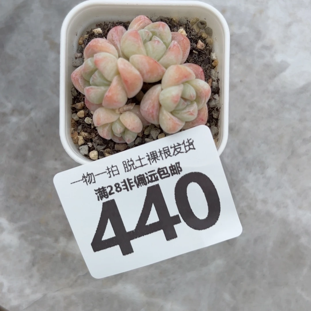 冰玉老桩带盆土发货