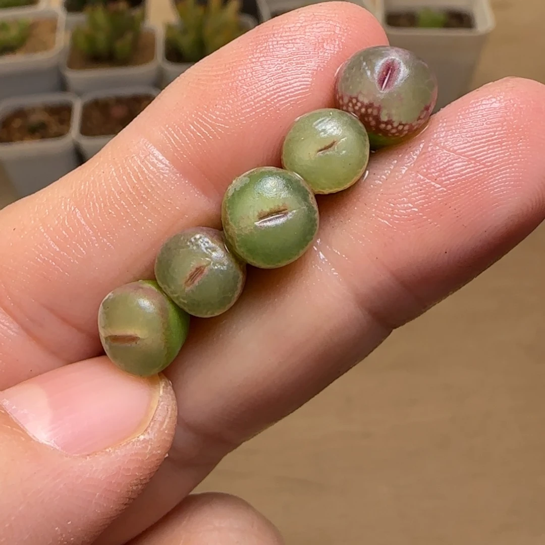 妮*14-129p p p p p p p p