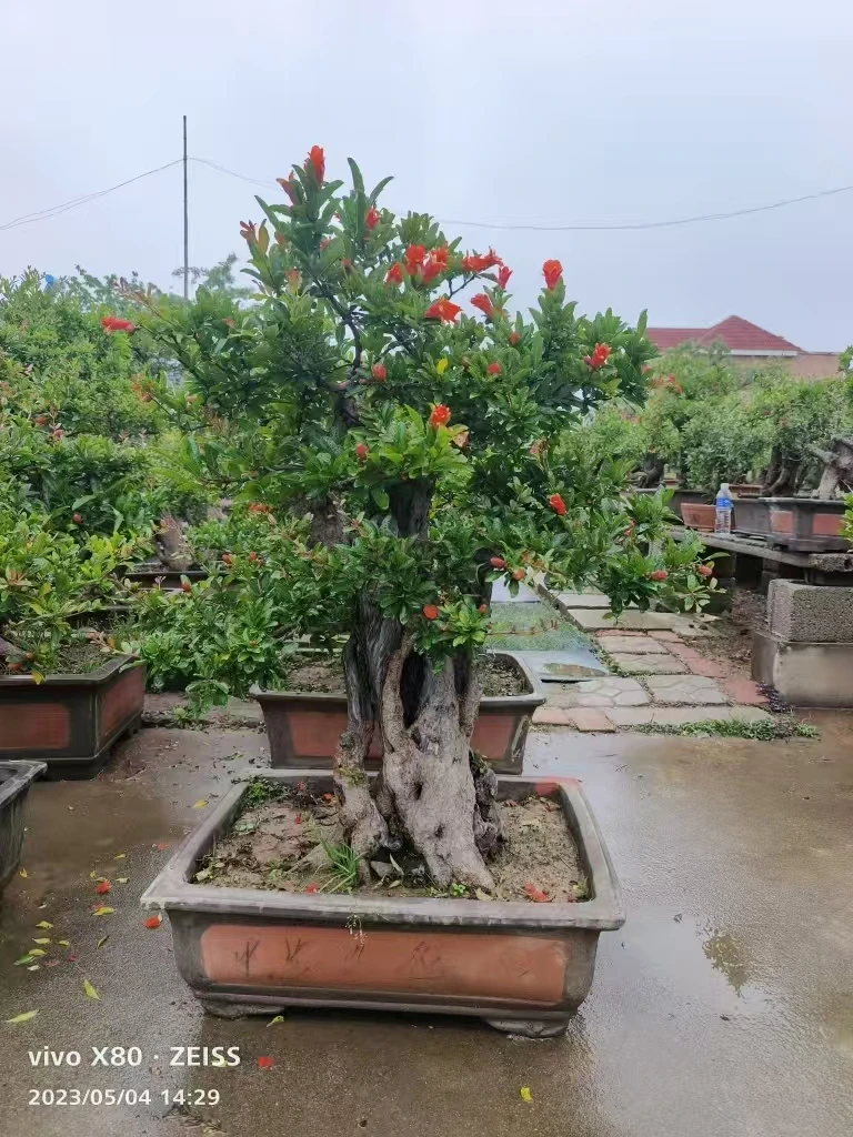 地栽盆栽  一物一拍