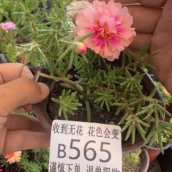 当前无花朵，栽培后可花朵B565超小苗盆口10cm