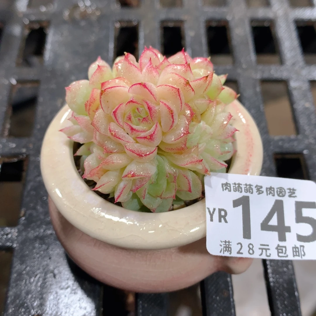 肉萌萌拇指盆精控多肉YR145