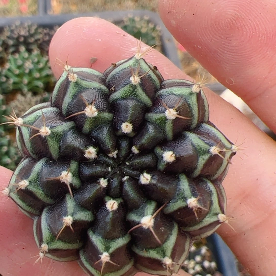 当前无花栽培后可以开花863