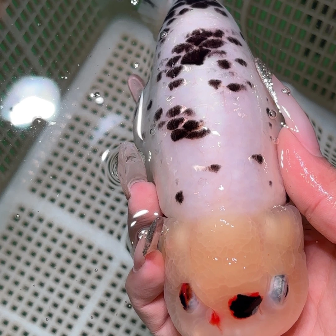 不***人金鱼拍包装包邮，不拍包装运费到付