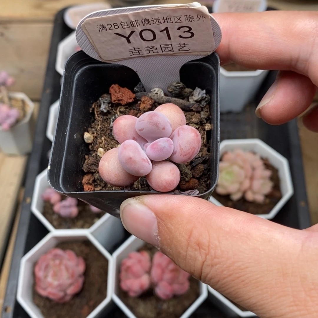 腻***腻0013 桃蛋单头 3cm