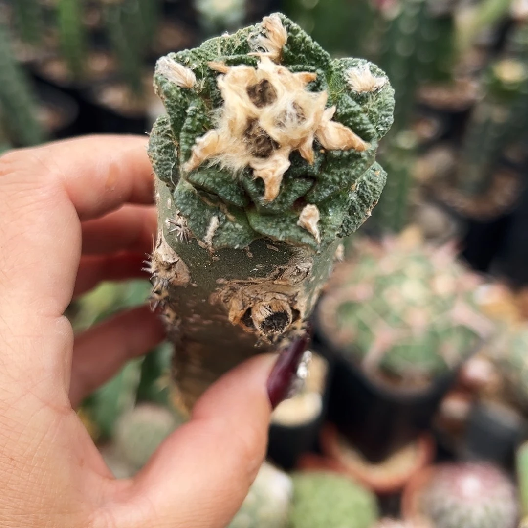 牡丹仙人球1111111