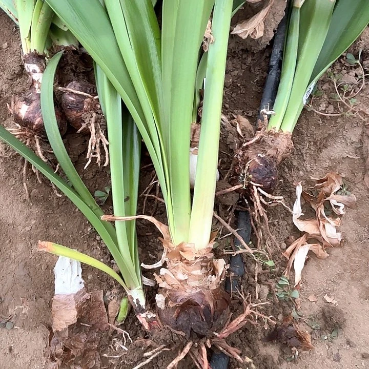 无花朵叶*杂交八号6622