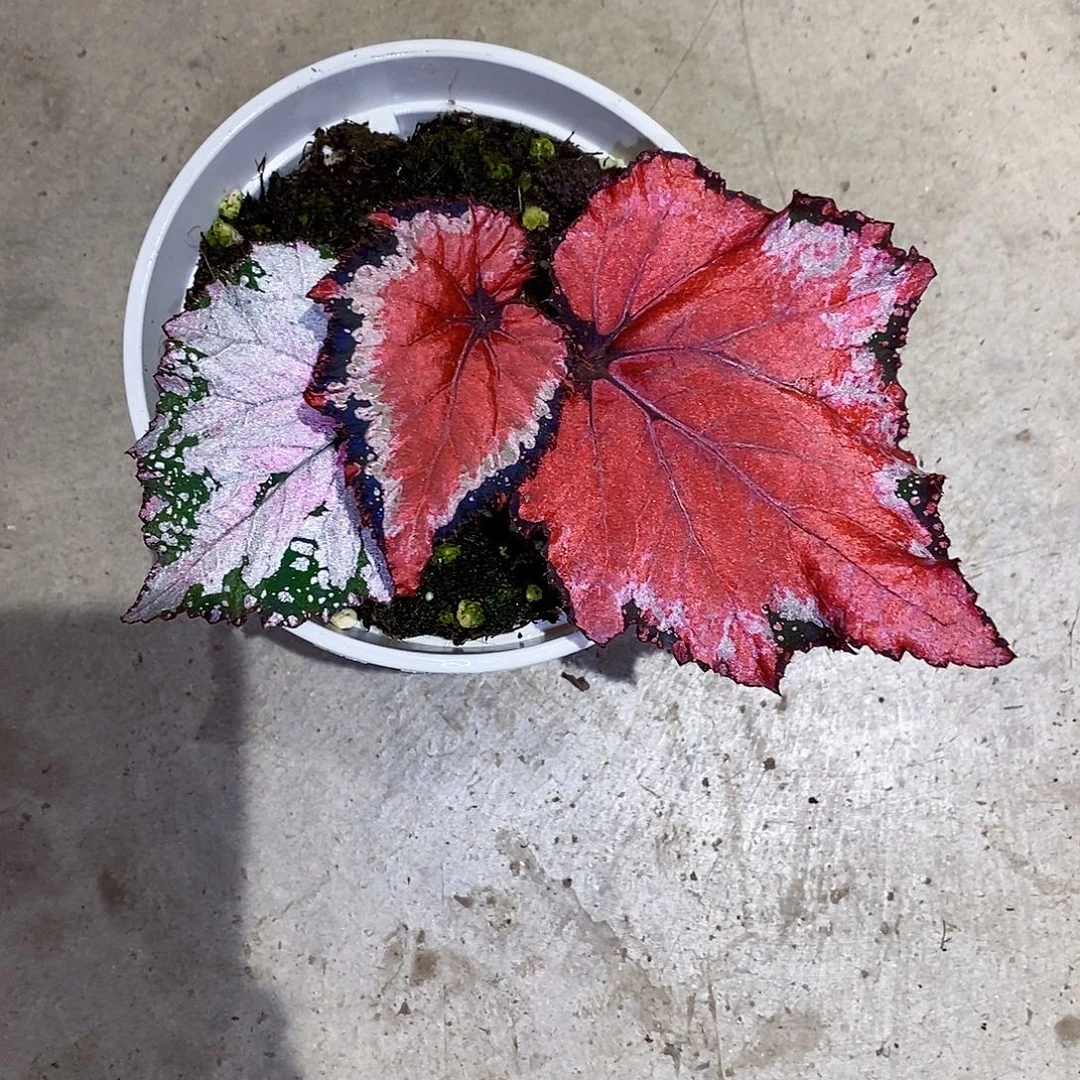 无花朵焰心珀秋海棠