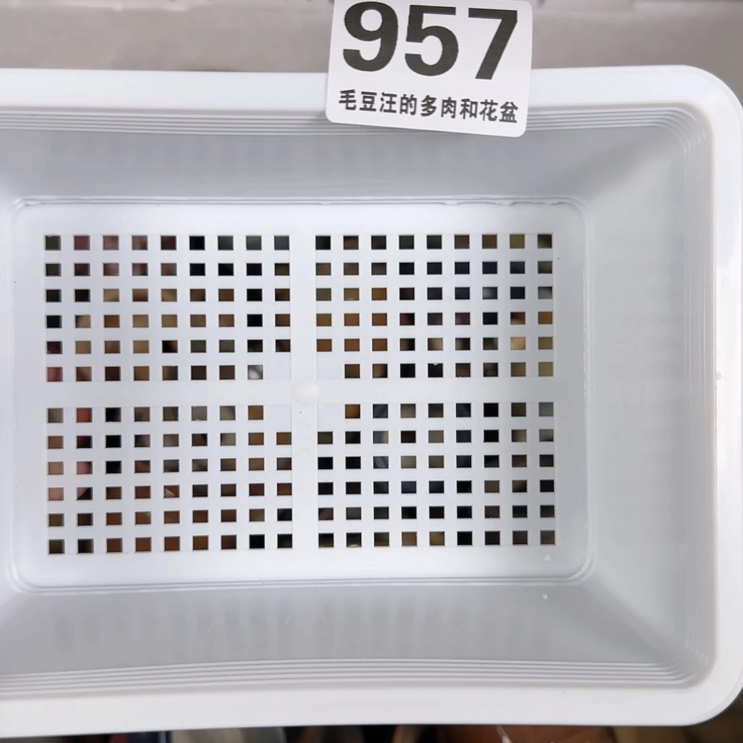 957 瑕疵特惠不退不换 随机六只