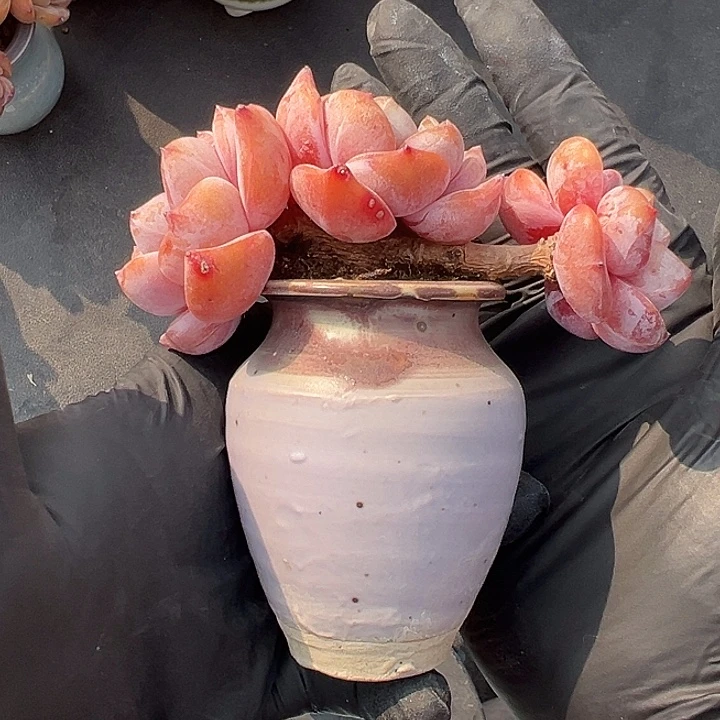 三头飘枝星影带盆发的