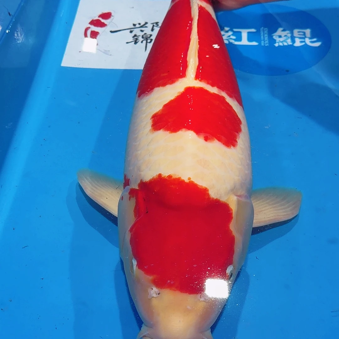 海水鱼佛山兴隆锦鲤