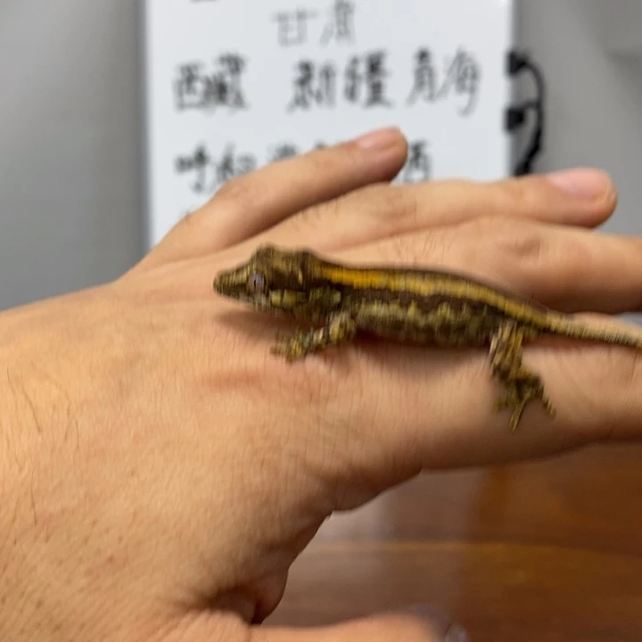 盖勾亚守宫2025.12.17十三号