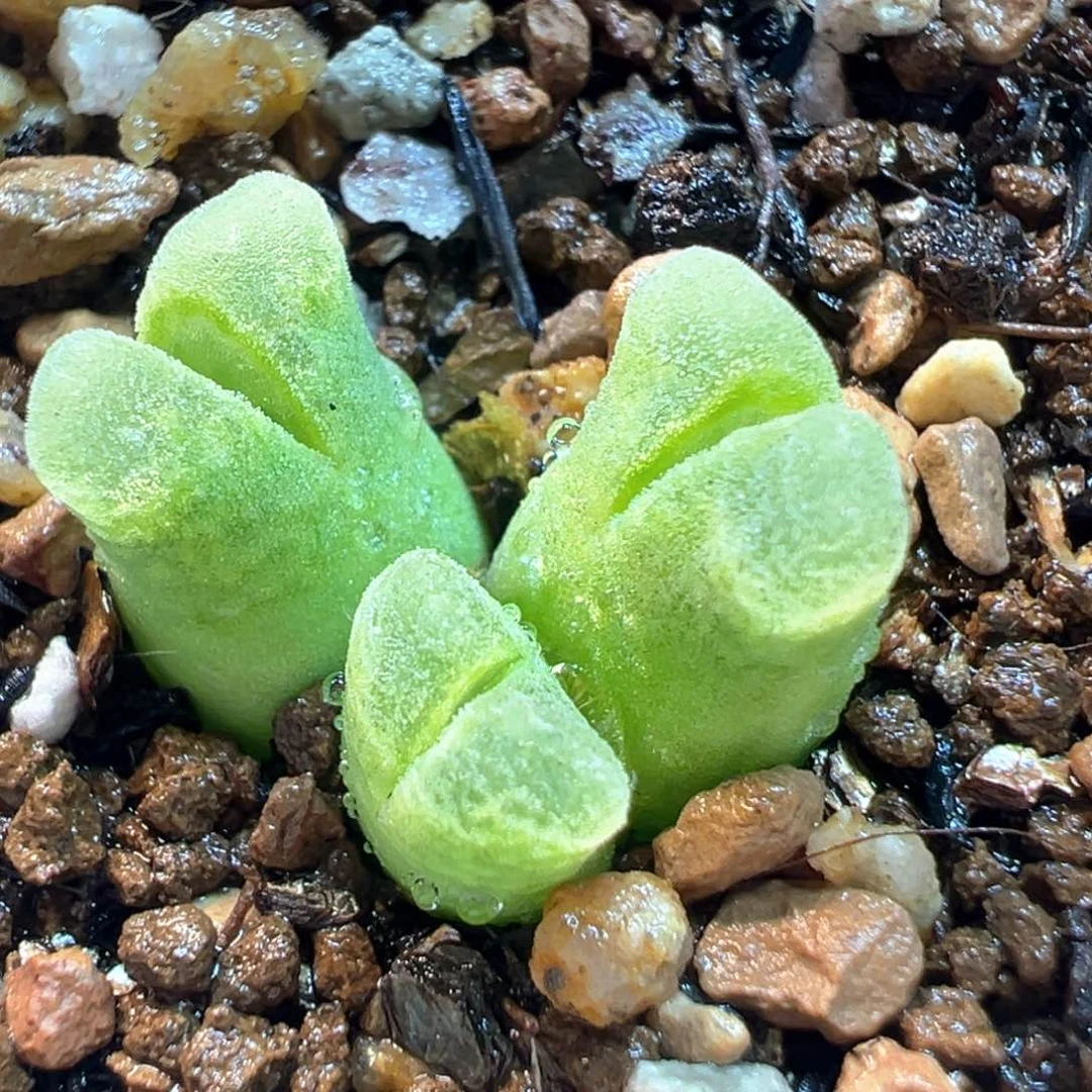 081多肉植物种类多样