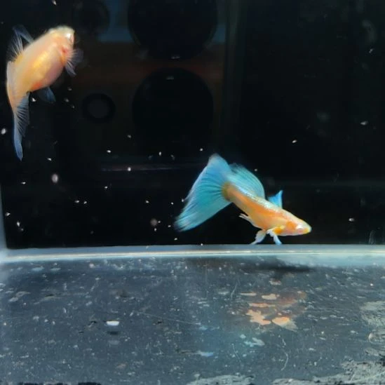 孔雀鱼蓝白飞船一对