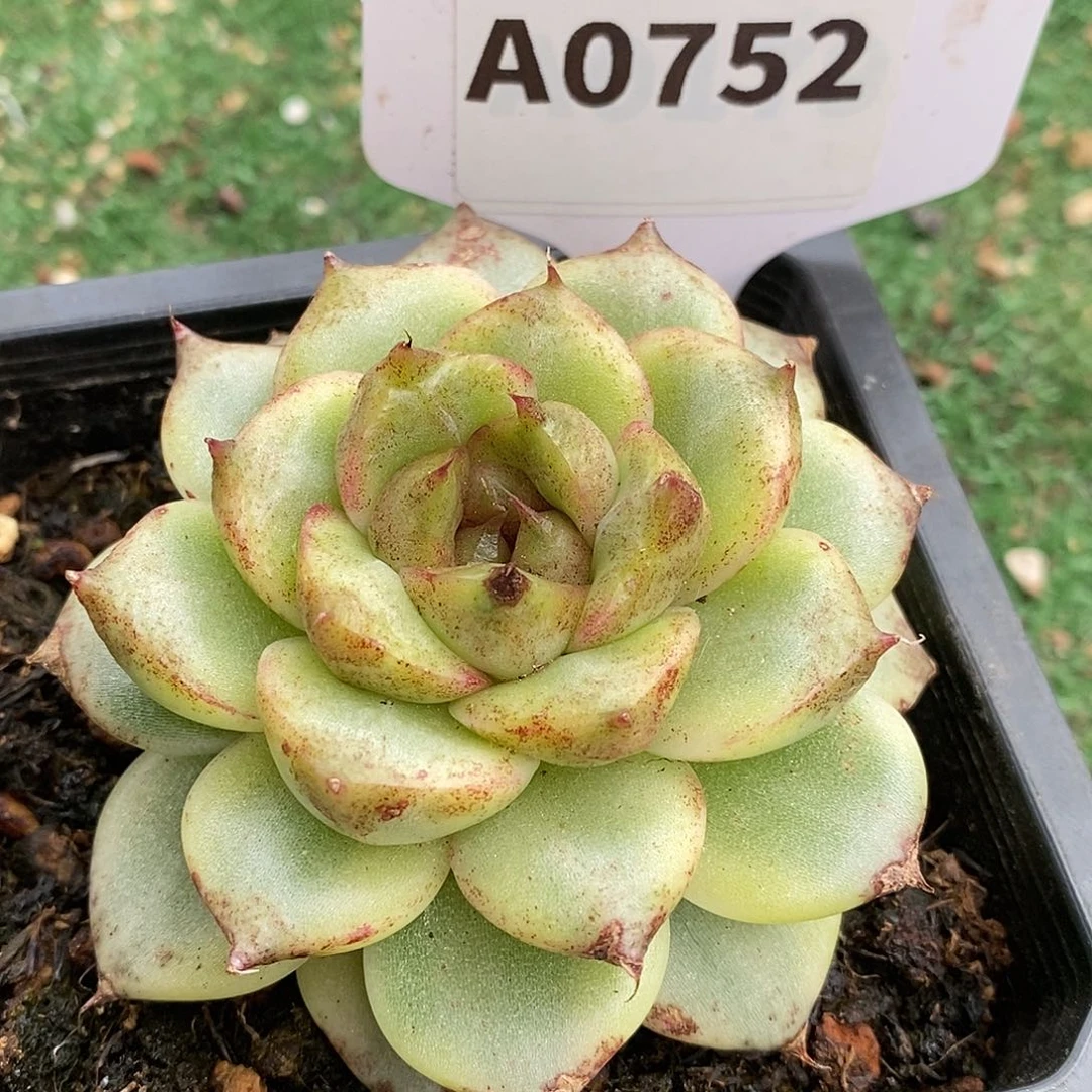 752黑水晶哈哈哈哈