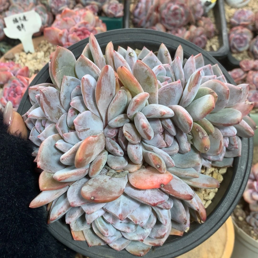 石榴籽好花花给花花10