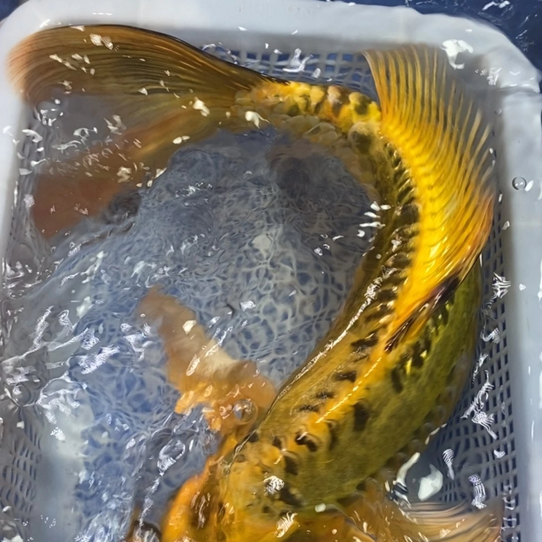 锦鲤冷水金龙包邮
