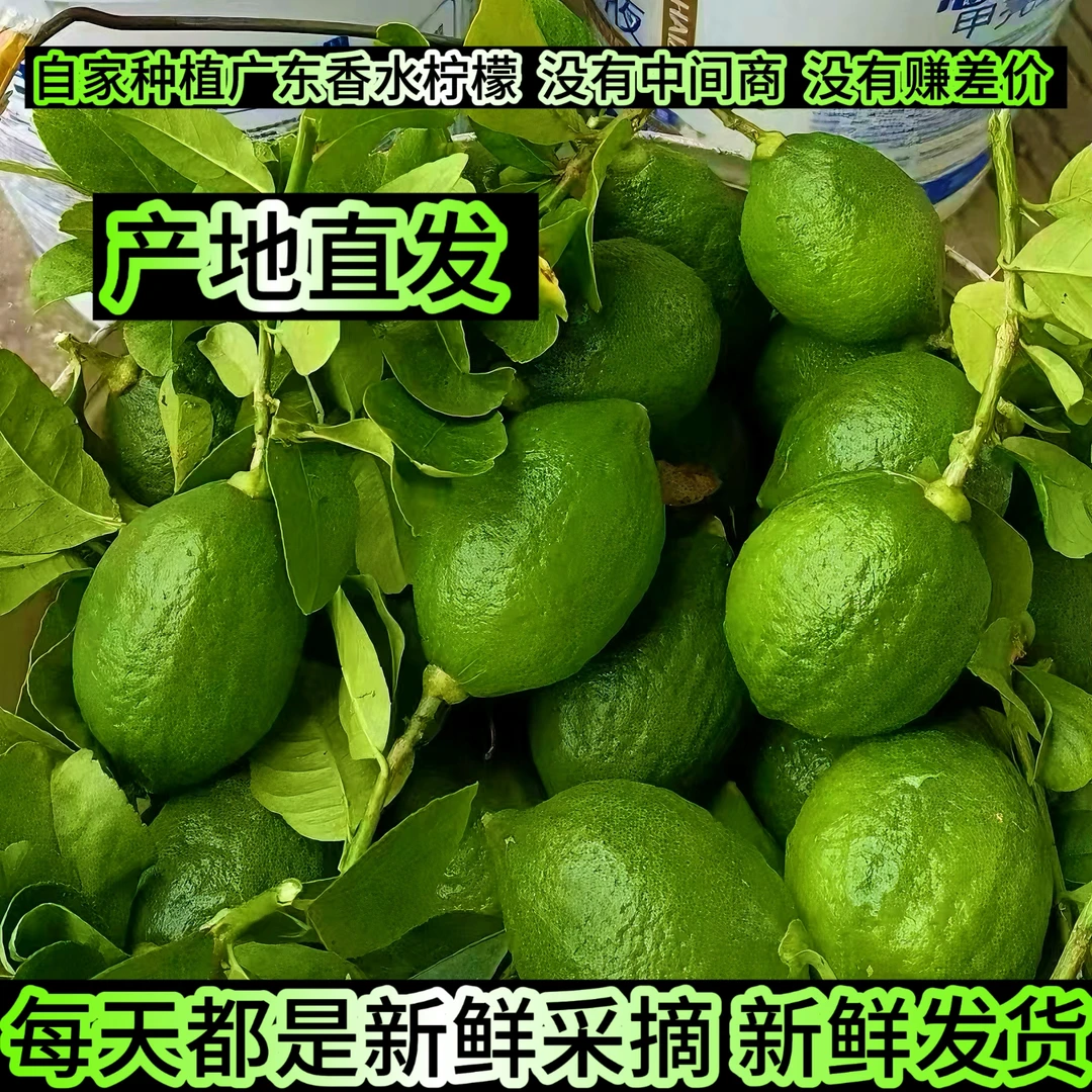 二级柠檬广东香水柠檬新鲜现摘无籽奶茶店商用必备水果手打柠檬茶