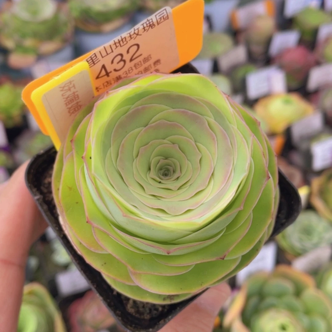 妩媚娘多肉432一物一拍