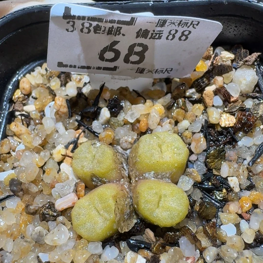Sssss精品生石花68