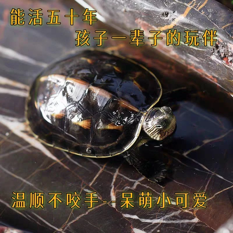外塘花龟，珍珠龟，活体小乌龟苗宠物
