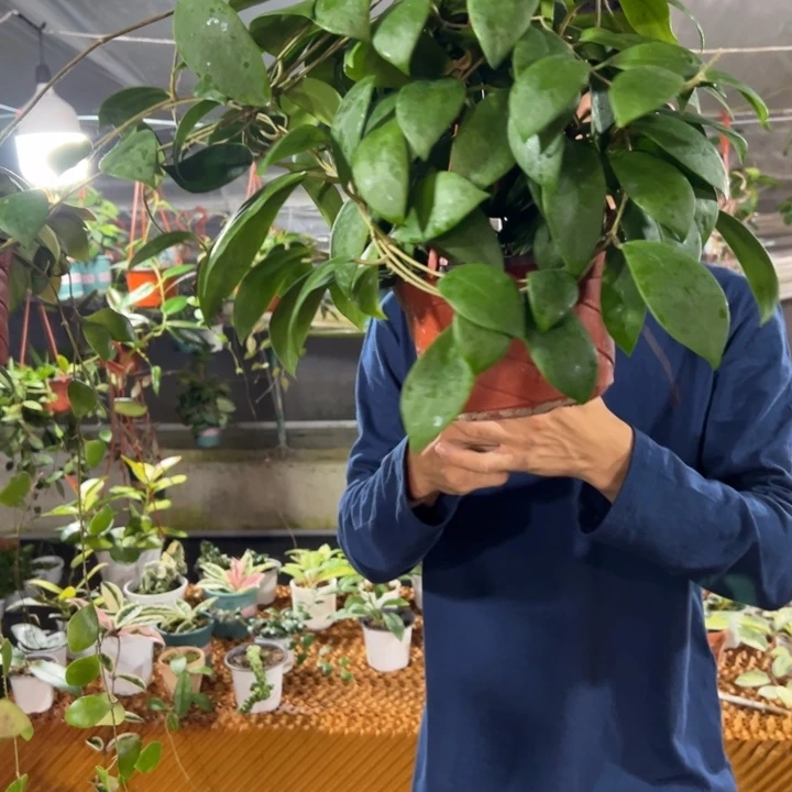 珍***惜完全开放棉德岛红球兰
