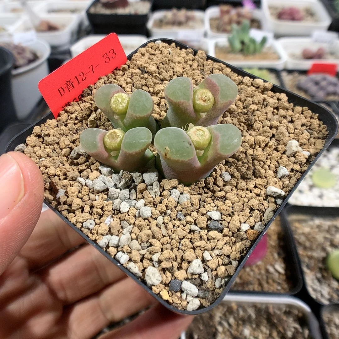 12-7-33       风铃