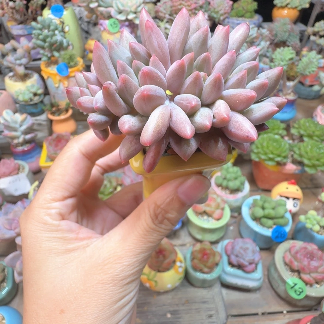 车厘子 多肉含盆土 一物一拍