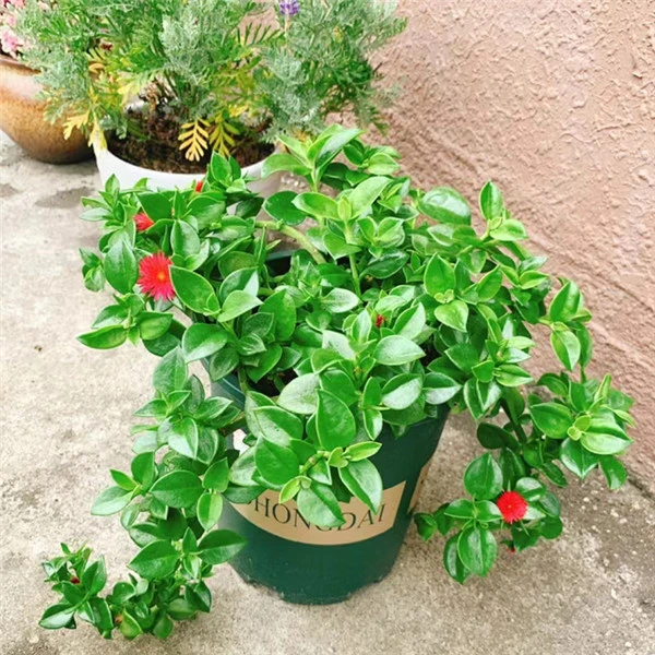 牡丹吊兰盆栽食用穿心莲正宗菜田七心叶花室内垂钓盆栽好养吸甲醛