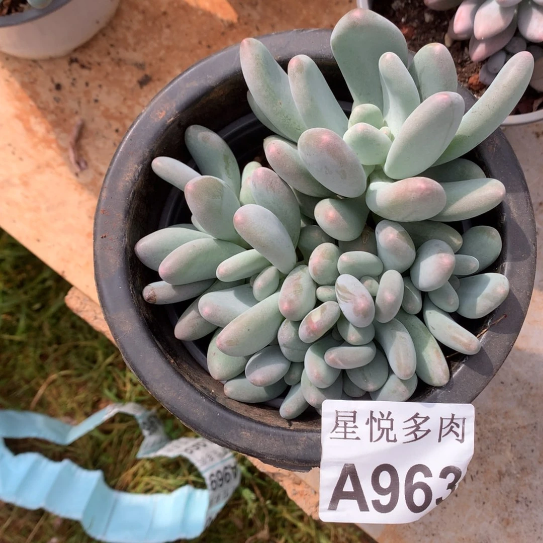 汤***圆星悦多肉    A963