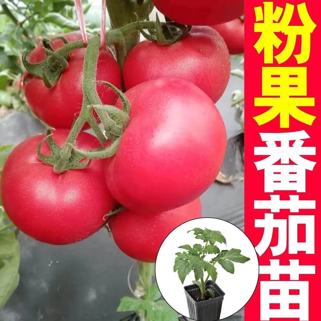 【番茄苗】各种番茄苗大粉番茄苗黑番茄苗瀑布番茄苗千禧番茄苗种