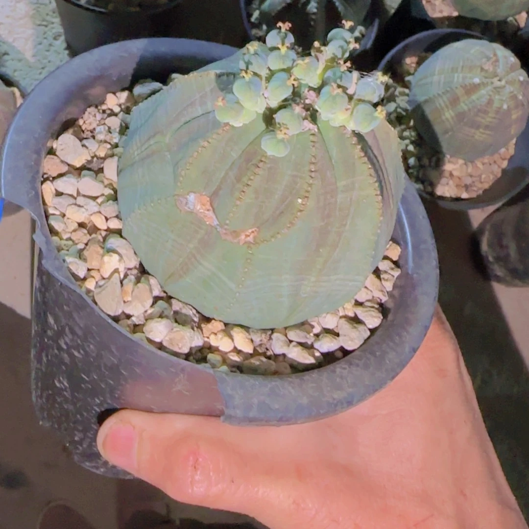黑*块根植物块根植物