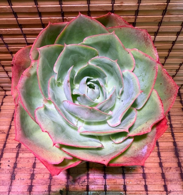单头达芬奇 买一送一 老桩