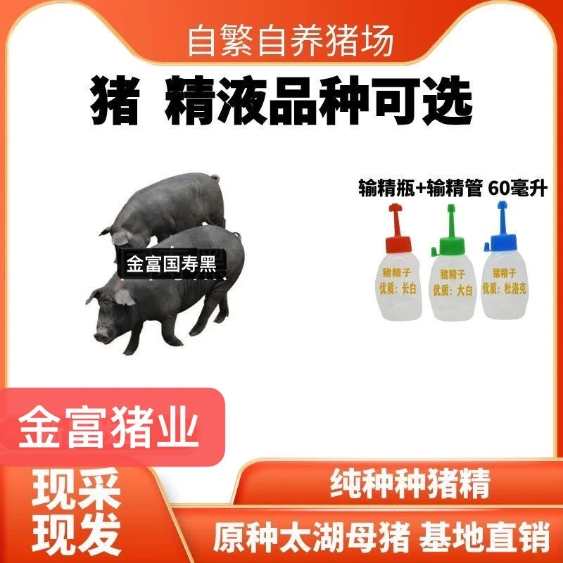 国寿黑母猪种猪精液一件批发包邮包对版生态养殖母猪专用