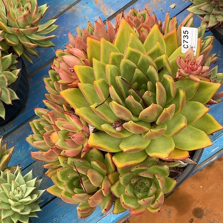 若如东云单拍C735