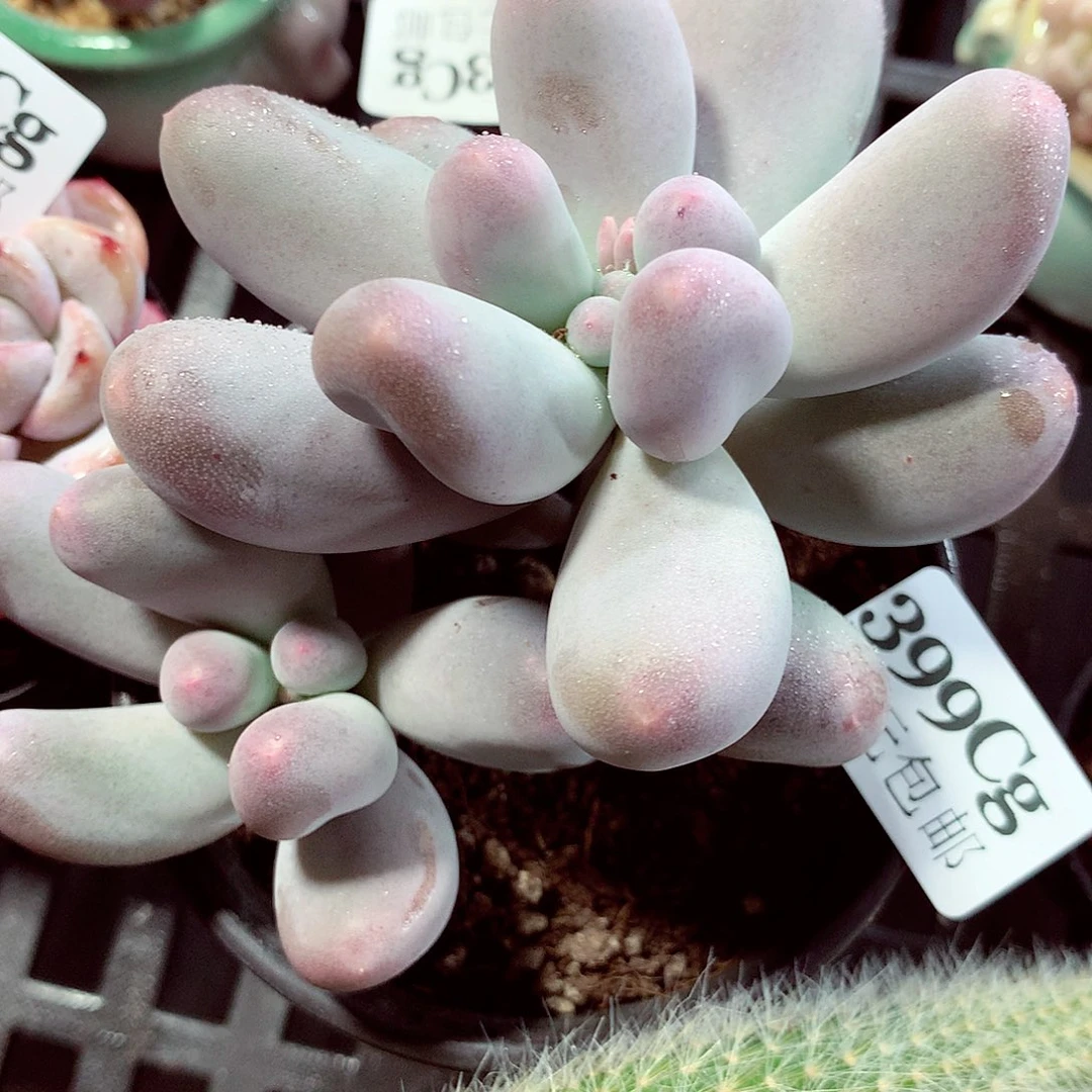 5厘米盆精控多肉399