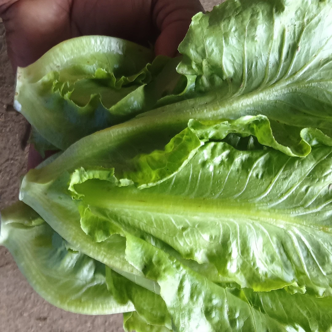 广西柳州农家生菜油麦菜任意混搭包邮（西北华北东九省除外）