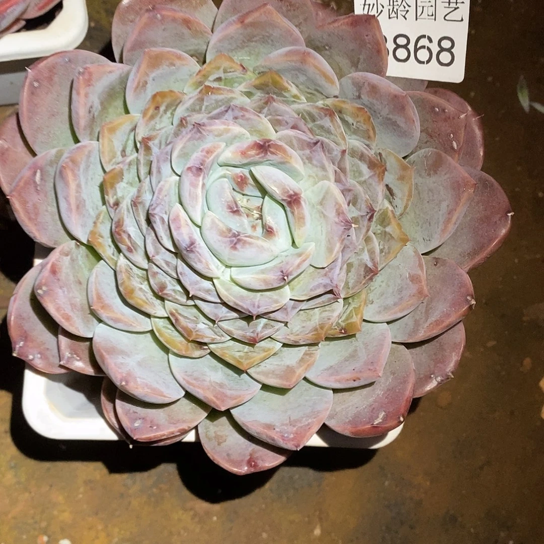 珍***珠3868杂交老桩基地～13厘米