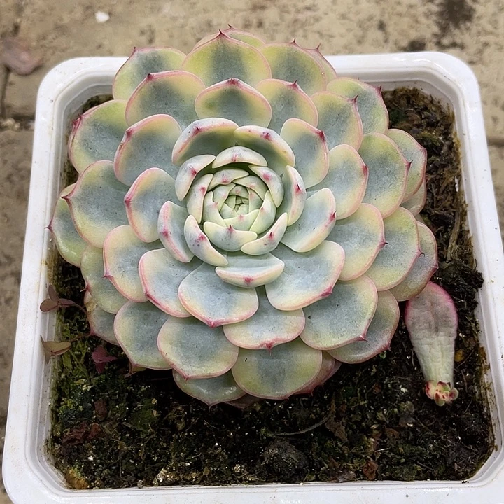 雪***莲姬莲锦一物一拍锦龙